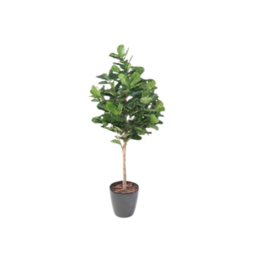 Faux Fiddle Fig leaf 65"